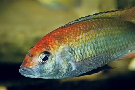 African Cichlid Species: A Guide to the Most Popular Types