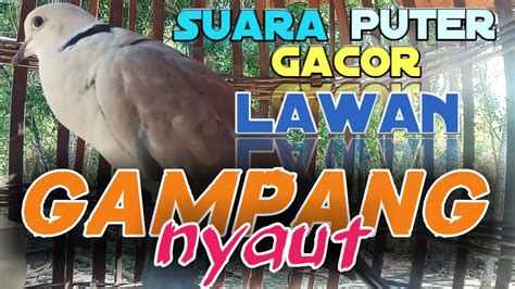 SUARA BURUNG PUTER LOKAL GACOR Memanggil Lawan Agar Ikut BUNYI EMOSI