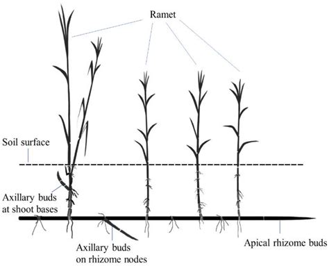 Effect of Rhizome Severing on Survival and Growth of Rhizomatous Herb ...
