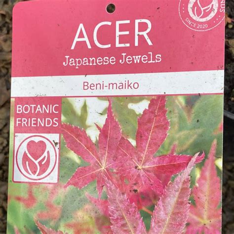 Acer Palmatum Beni Maiko 10L Trees Garden Scene Jersey