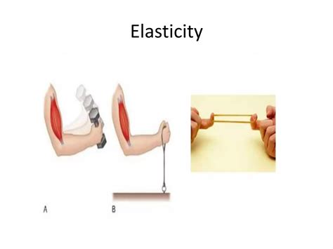 Properties Of Skeletal Muscle Ppt