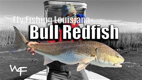 W4F Fly Fishing Louisiana Bull Redfish YouTube