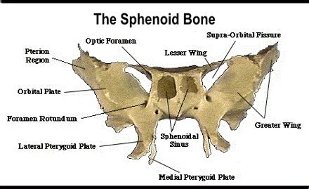 Sphenoid Lesser Wing