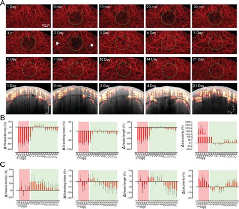 A LongTerm Clearing Cranial Window For Longitudinal Imaging Of