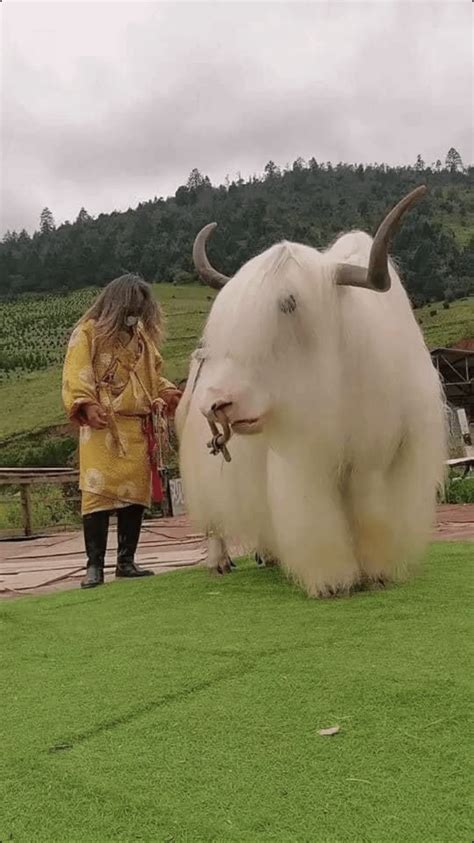 of Yak from Tibet : r/AbsoluteUnits