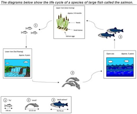 The Diagram Below Shows The Life Cycle Of A Species Of Large Fish