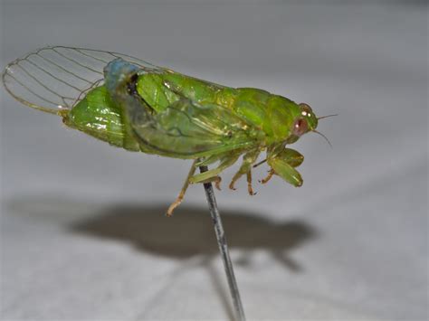 Baeturia Laureli From Meokana Oecussi Ambeno Timor Leste On February