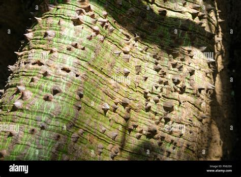 Spiny Bark Of Kapok Tree Thorn Tree Of Bombax Ceiba Closeup Sharp