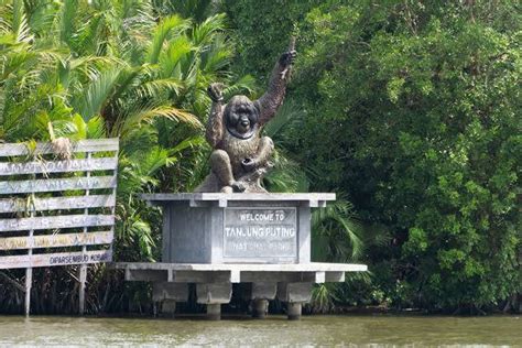 Taman Nasional Tanjung Puting Kalimantan PanduanWisata Id