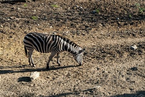 Zebra animals in the zoo (2745858)