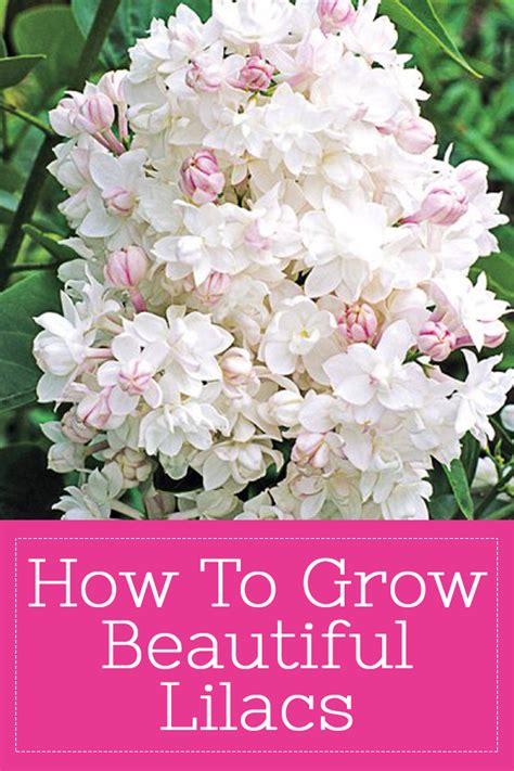 How To Grow Beautiful Lilacs Easily Lilac Gardening Lilac Bushes Shade Loving Shrubs