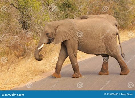 Elephants Crossing The Road Kruger National Park Stock Image Image Of