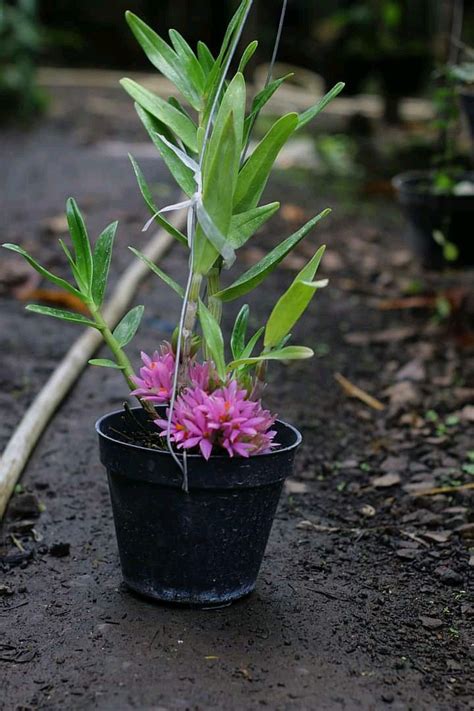 Dendrobium Sp And Hybrid Tara Hakari