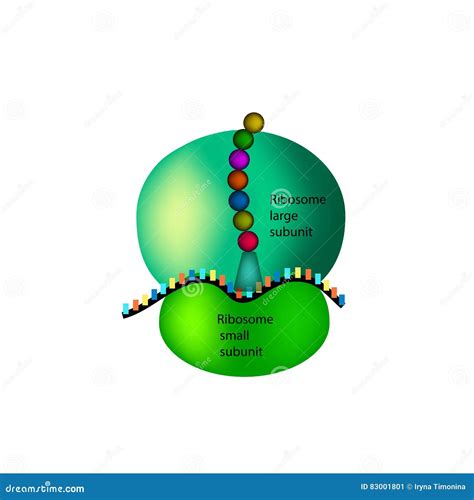 Die Struktur Des Ribosoms Infographics Vektorillustration Auf