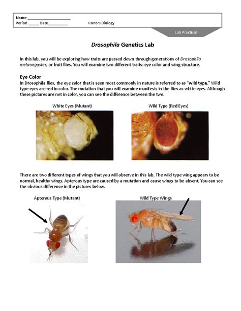 Drosophila Genetics