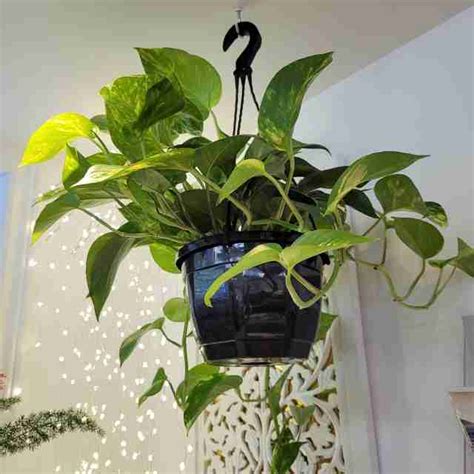 Hanging Pothos Plant - Phulero Dola Flowers