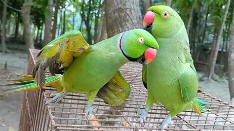bolne wala parrot youtube