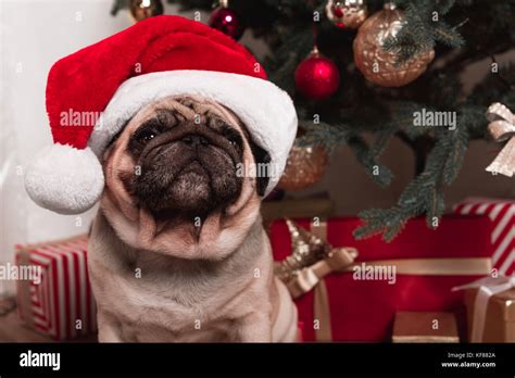 Pug Sitting Under Christmas Tree Stock Photo Alamy