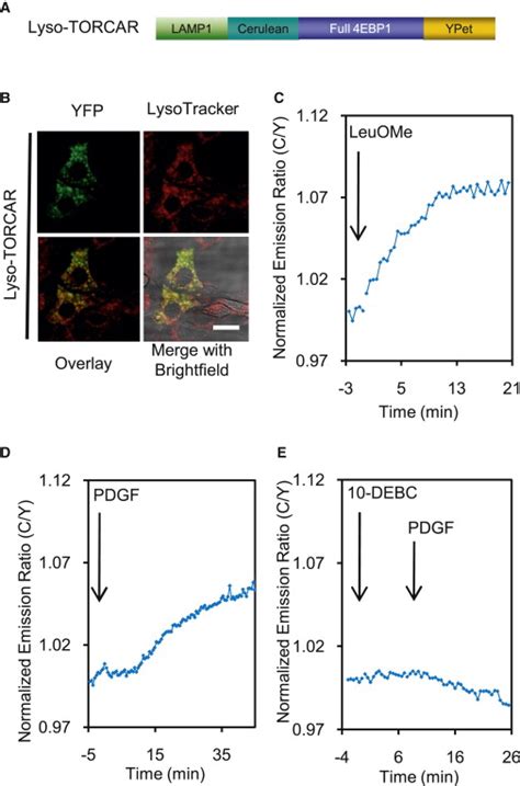 Dynamic Visualization Of MTORC1 Activity In Living Cells Cell Reports