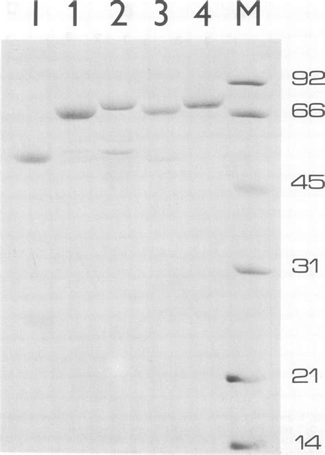 Sds Polyacrylamide Gel Electrophoresis Of The Protein A Alkaline Download Scientific Diagram