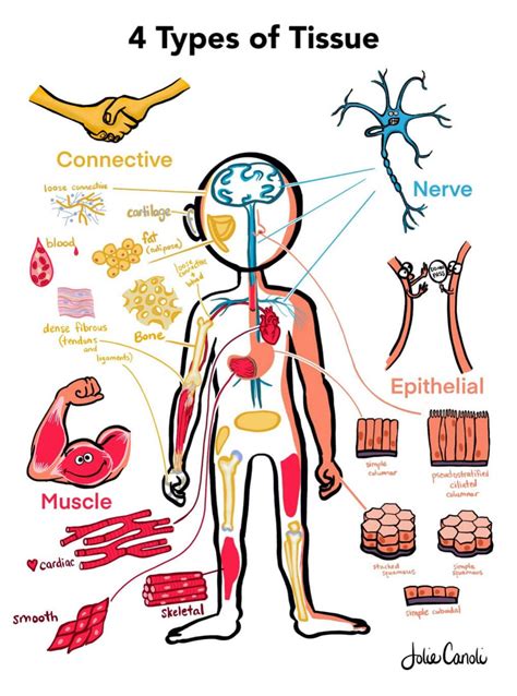 Anatomy 4 Types Of Tissue Pdf — Jolie Canoli