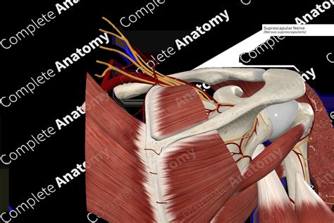 Suprascapular Nerve Complete Anatomy