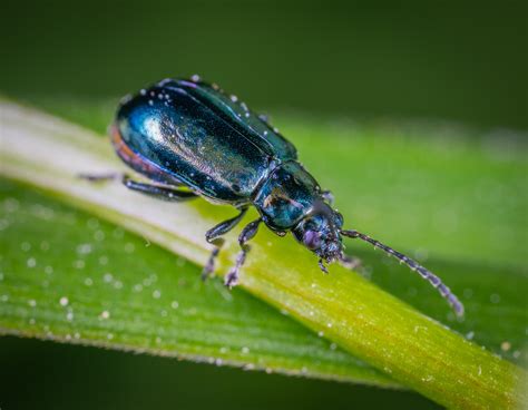 Free Images Insect Invertebrate Macro Photography Leaf Beetle