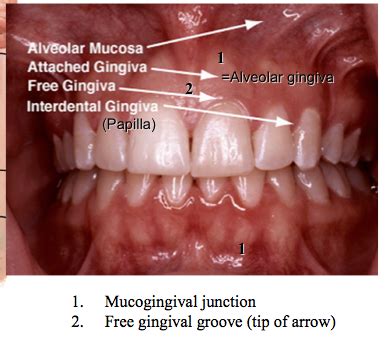 Alveolar Mucosa Diagram | Repair Manual