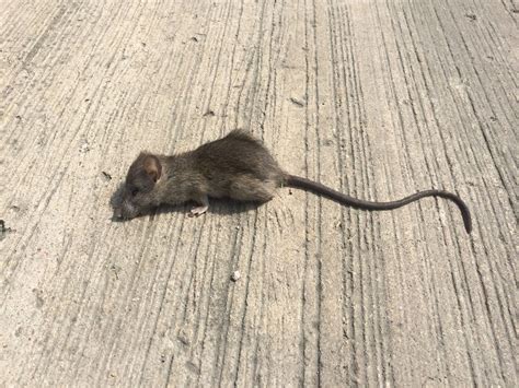 Rat vs Mouse: Pictures - Size, Poop, Behavior -How to tell difference
