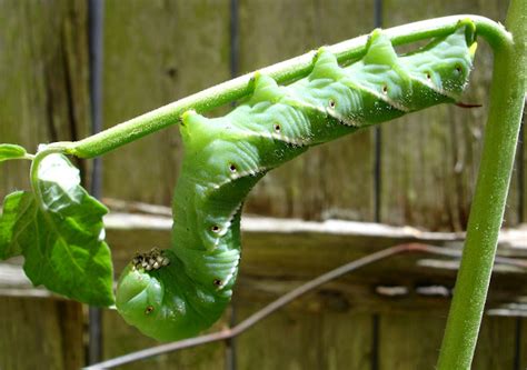 Tobacco Hornworm Project Noah