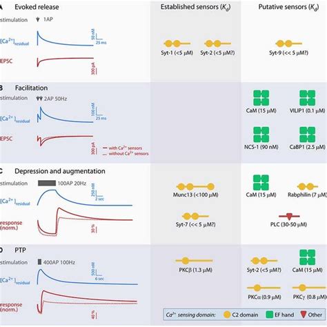 Overview Of Established And Putative Presynaptic Ca Sensors In Evoked