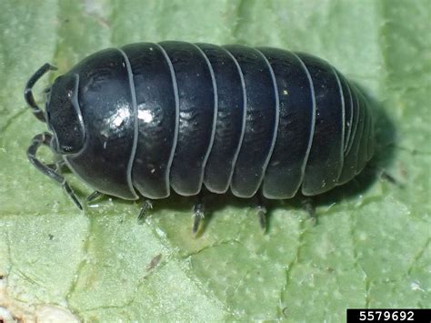 Pill Bug Armadillidium Vulgare