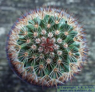 Picture Gallery Mammillaria Spinosissima Ars Kakteen De Online Shop