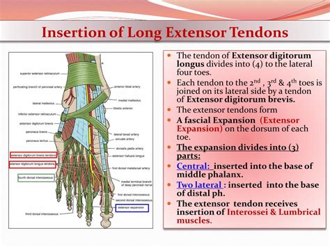 Ppt Anterior Lateral Compartments Of The Leg And Dorsum Of The Foot