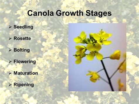 Canola Plant Stages