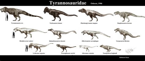 Tyrannosauridae Updated By Teratophoneus On Deviantart