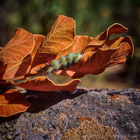 Lichen photographs - Gonzalo Contreras del Solar