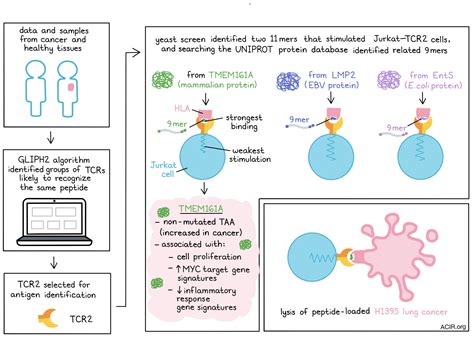 TIL going viral: detection of TCR cross-specificity for viral and tumor ...