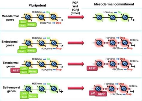 Figure 1 Representation Of Chromatin Marks In Critical Genes During