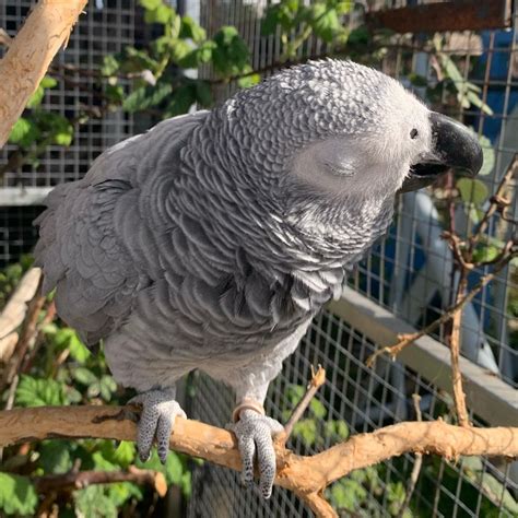 Congo African grey parrots