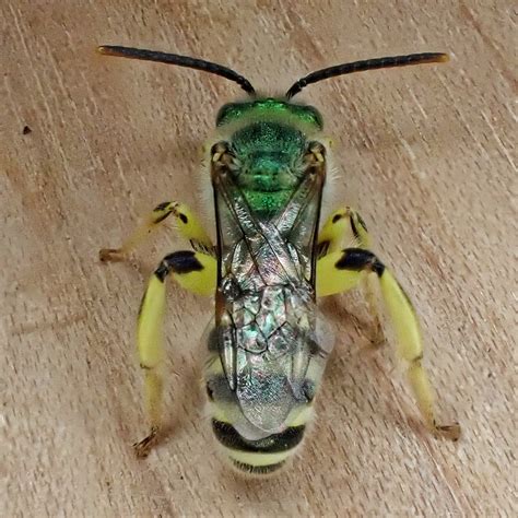 Agapostemon texanus (Texas Striped Sweat Bee) – 10,000 Things of the