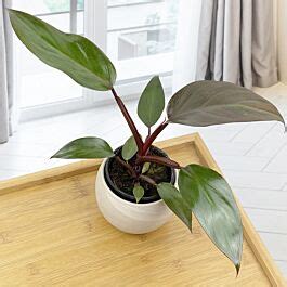 Philodendron ‘Dark Lord’ (Philodendron erubescens hybrid)