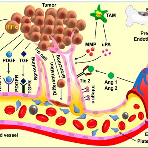 Angiogenic Signaling Pathway And Angiogenesis Tumor Cell Induces A