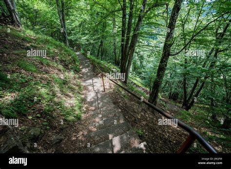 Escaleras En El Bosque Hasta El Castillo De Poenari Tambi N Llamado