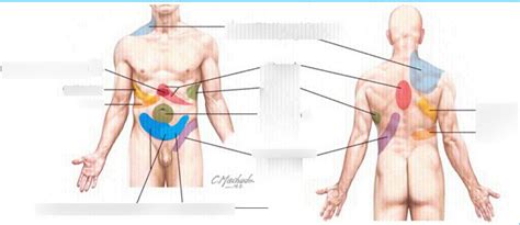 Gallbladder Pain Location Diagram