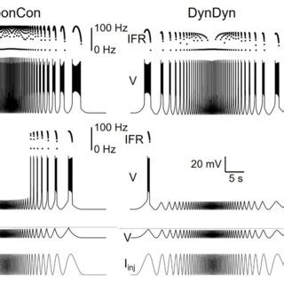 Dynamic Na Ena Ipump System Shapes Neuronal Response To