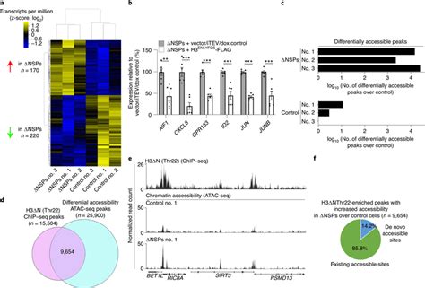 Global Chromatin Accessibility Increase Upon Nsp And H3Δnthr22