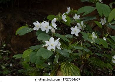 58 Kanchan Flower Images Stock Photos Vectors Shutterstock