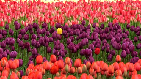 holland-tulips - NuVescor