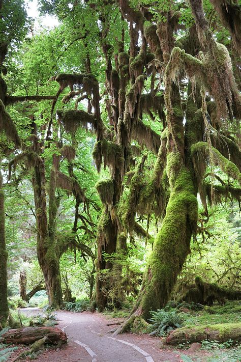 Olympic National Park Rainforest Photograph by King Wu - Fine Art America